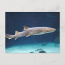 Buscar tiburones postales Para todos
