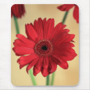 Buscar gerbera alfombrillas de raton Maricas