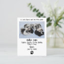 Buscar cachorros postales General y unisex