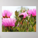 Buscar rosas hermosos posters Flor