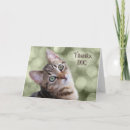 Buscar veterinarios tarjetas Gatos
