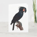 Buscar loro tarjetas Pájaro