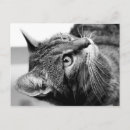 Buscar el pensador postales Animal