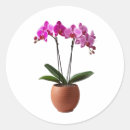 Buscar orquídeas pegatinas General y unisex