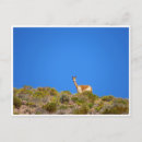 Buscar vicuña postales Chile