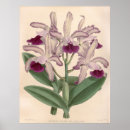 Buscar vintage orchid arte Floral