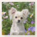Buscar pelo animal posavasos Lindo
