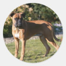 Buscar boxer dog pegatinas Fotógrafo canino