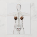 Buscar tridimensionales postales Medicina