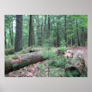 Buscar walden Bosque
