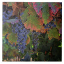 Buscar uvas azulejos Amante del vino