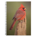 Buscar cardenal rojo cuadernos Aves