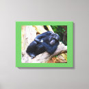 Buscar chimpancé lienzos Vida silvestre