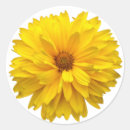 Buscar crisantemo pegatinas Amarillo