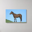 Buscar mustang lienzos Caballo