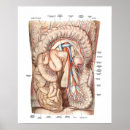 Buscar biología humana posters Anatomía