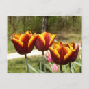 Buscar tulipán amarillo postales Naturaleza
