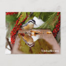 Buscar pecho postales Nuthatch de pecho rojo