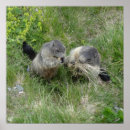 Buscar marmota posters Groundhog