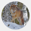 Buscar lobo salvaje pegatinas Vida silvestre
