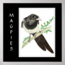 Buscar urracas posters Aves