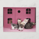 Buscar animales domésticos postales Rosa