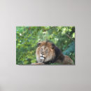 Buscar leones lienzos Vida salvaje