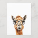 Buscar camello lindo postales Divertido