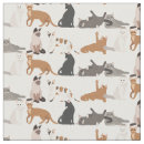 Buscar animal lindo telas Gato