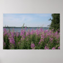 Buscar fireweed Flor