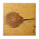 Buscar cangrejos azulejos Marino