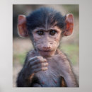 Buscar babuinos posters Bebé