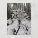 Buscar escarcha postales Invierno