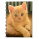 Buscar gato hermoso libretas Lindo