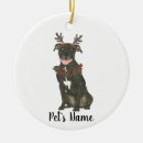 Buscar mi pitbull decoracion Para todos