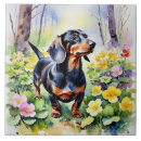 Buscar perro azulejos Dachshund