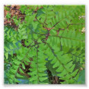 Buscar maidenhair Follaje