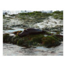 Buscar foca posters Foto