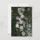 Buscar clematis Jardinero