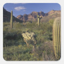 Buscar pipe pegatinas Desierto