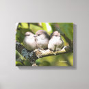 Buscar pájaros lindos lienzos Para ellos