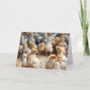 Buscar chicle tarjetas Animal