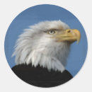 Buscar bald eagle pegatinas 6 º estadía