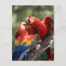 Buscar amazonas postales Macaw