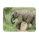 Buscar corbett imanes Elefante