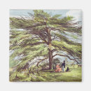Buscar árbol de cedro imanes Jardín