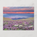Buscar verbena postales Desierto