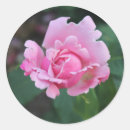 Buscar capullo de rosa pegatinas Floral