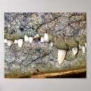 Buscar cocodrilos posters Para todos