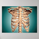 Buscar columna vertebral posters Esqueleto